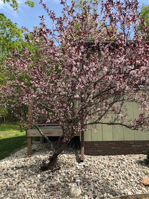8670 West 48 Road Wellston, MI 49689 - Photo 44 of 68 unnamed (12)