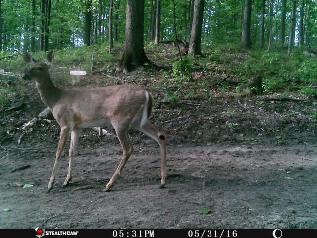 8670 West 48 Road Wellston, MI 49689 - Photo 50 of 68 unnamed (15)