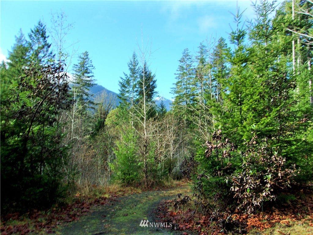 372 Rocky Brook Road Brinnon, WA 98320 - Photo 3 of 12 Gallery Image 3