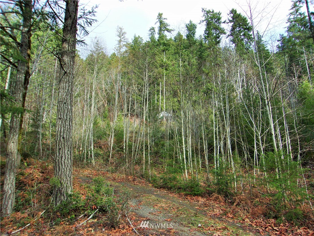 372 Rocky Brook Road Brinnon, WA 98320 - Photo 4 of 12 Gallery Image 4