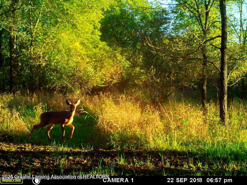 3445 South County Line Road Ashley, MI 48806 - Photo 55 of 69 20240220142737542817000000-o
