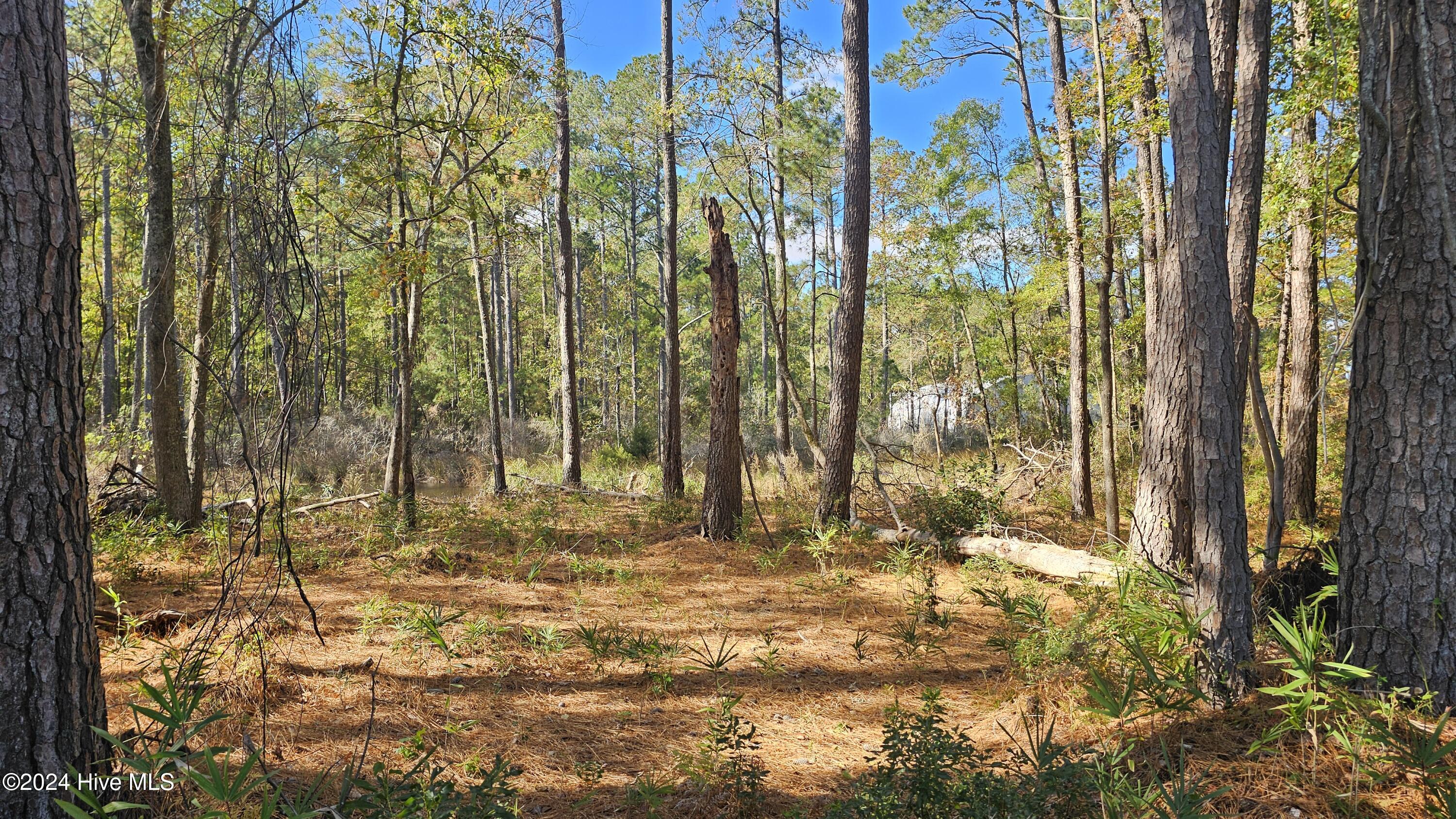 0 Barnes Foster Loop Road Belhaven, NC 27810 - Photo 3 of 7 20241116_120511