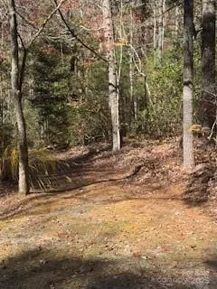a view of a yard with trees