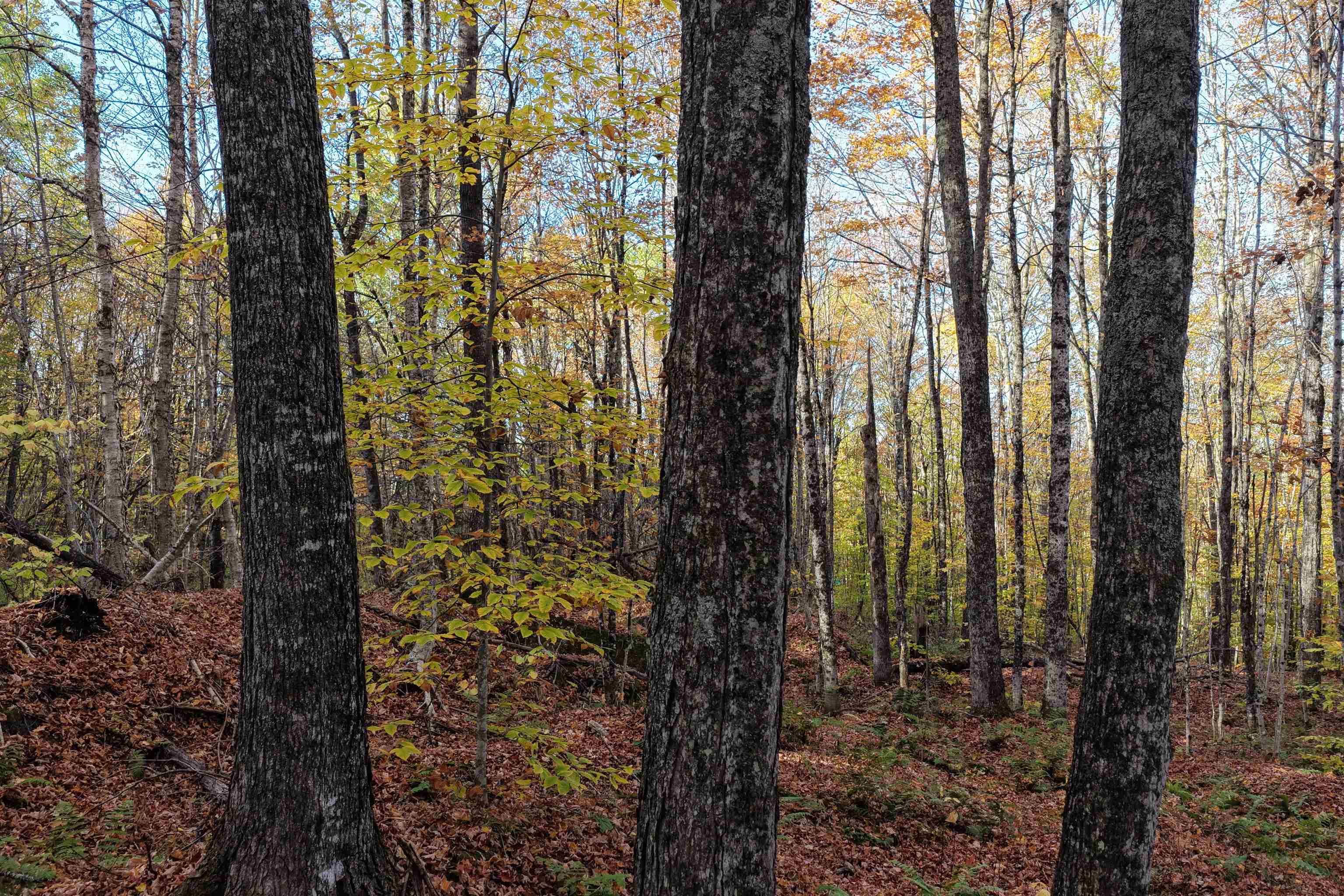 2448 Lost Nation Road East Haven, VT 05837 - Photo 10 of 27