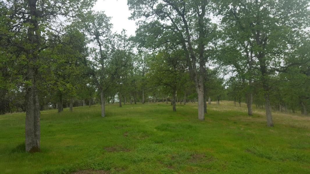 Clear Creek Road Igo, CA 96047 - Photo 2 of 4 Land