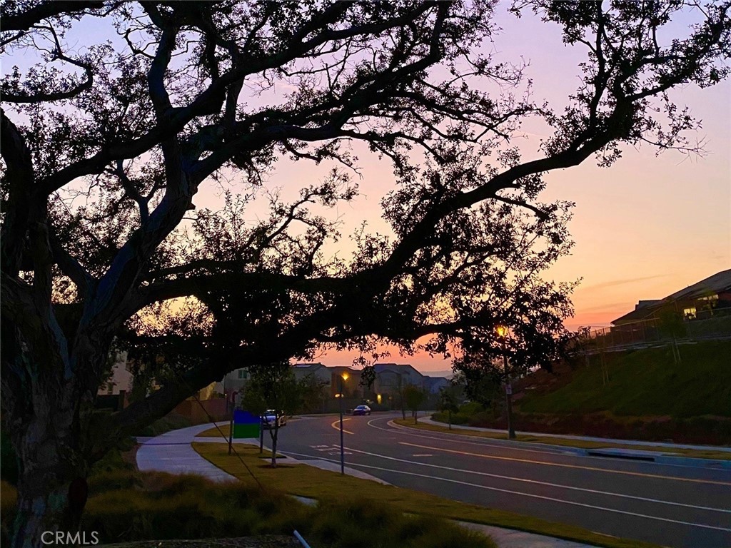 26 Yerra Street Rancho Mission Viejo, CA 92694 - Photo 73 of 75 Twilight streetscape with mature trees and a calm evening atmosphere.