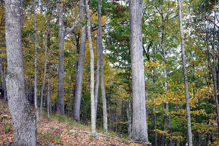 100 Back Creek Road Peterstown, WV 24963 - Photo 19 of 29 Gallery Image 19