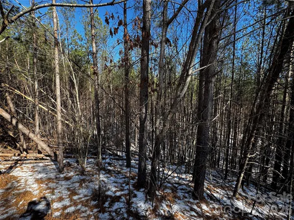 a view of a yard with plants and trees