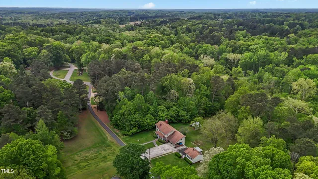 a view of a forest with a tree