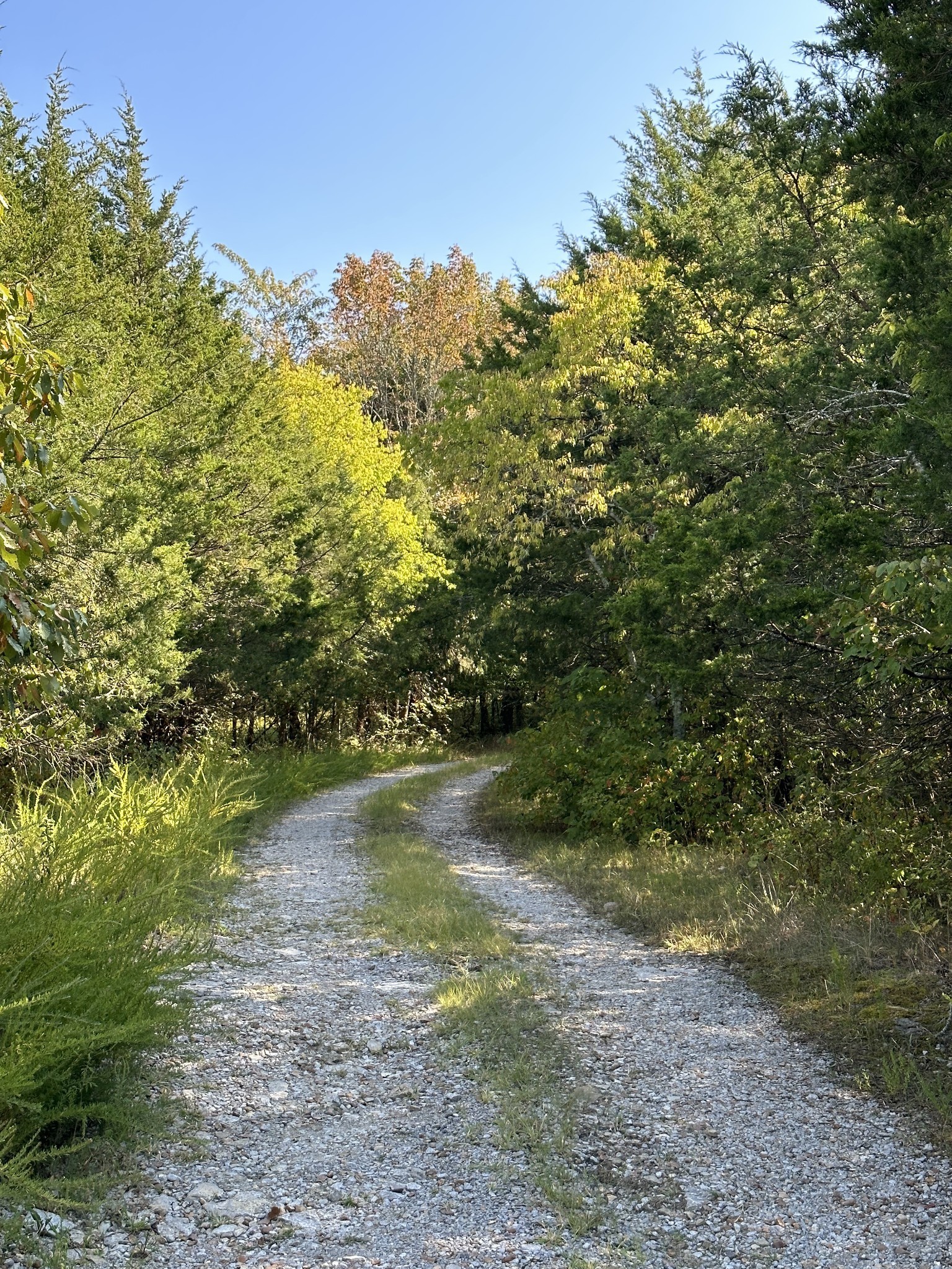 340 John Wright Road Mount Juliet, TN 37122 - Photo 4 of 11 a view of a yard with a tree