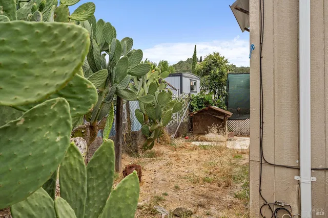 a close up of a plant in a garden