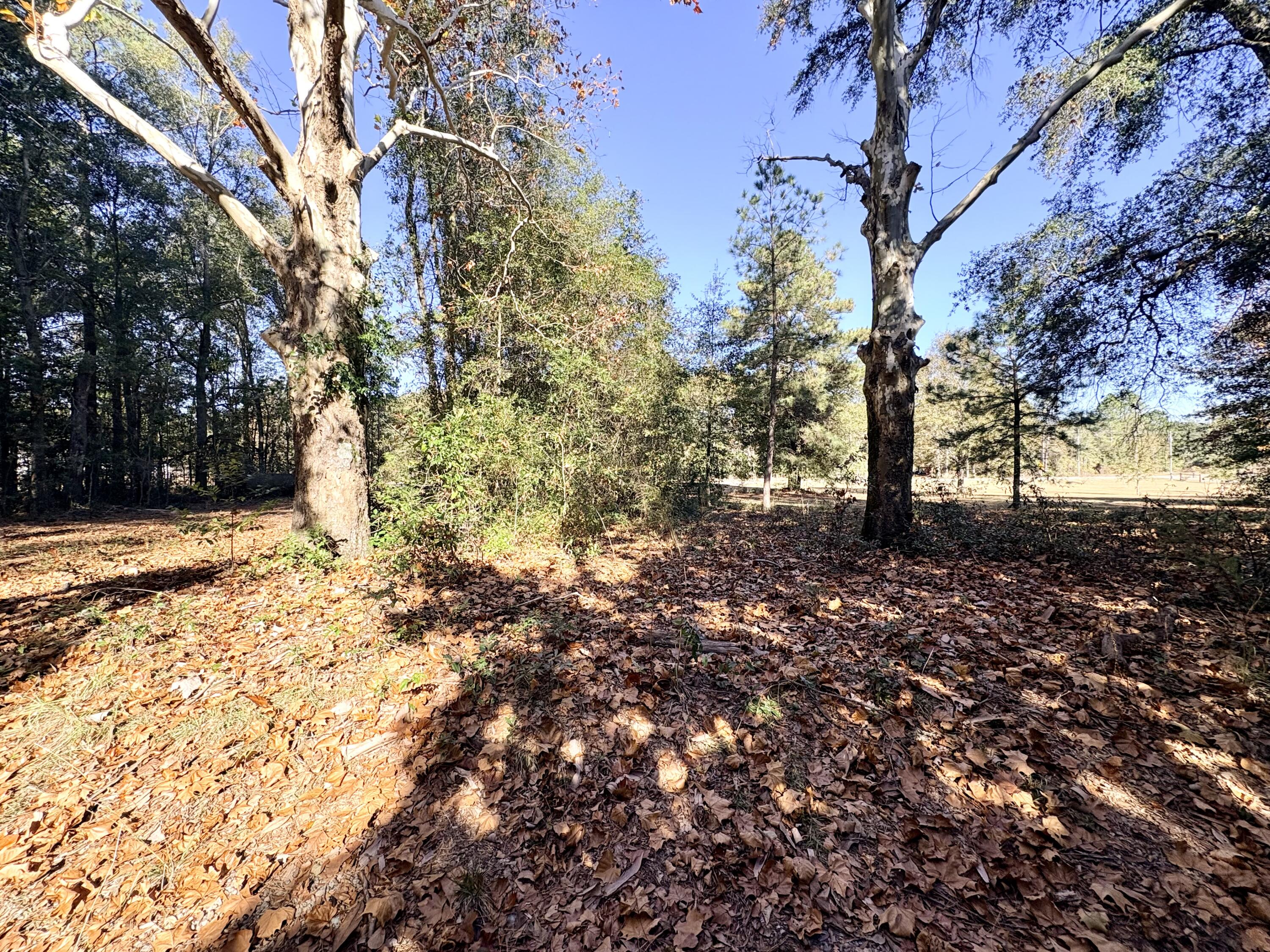 1409 Fairview Road Pelion, SC 29123 - Photo 49 of 52