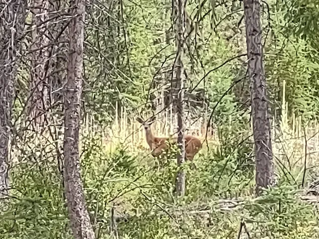 $679,000 | 5105 Rose Hill Road, Springdale, WA 99173