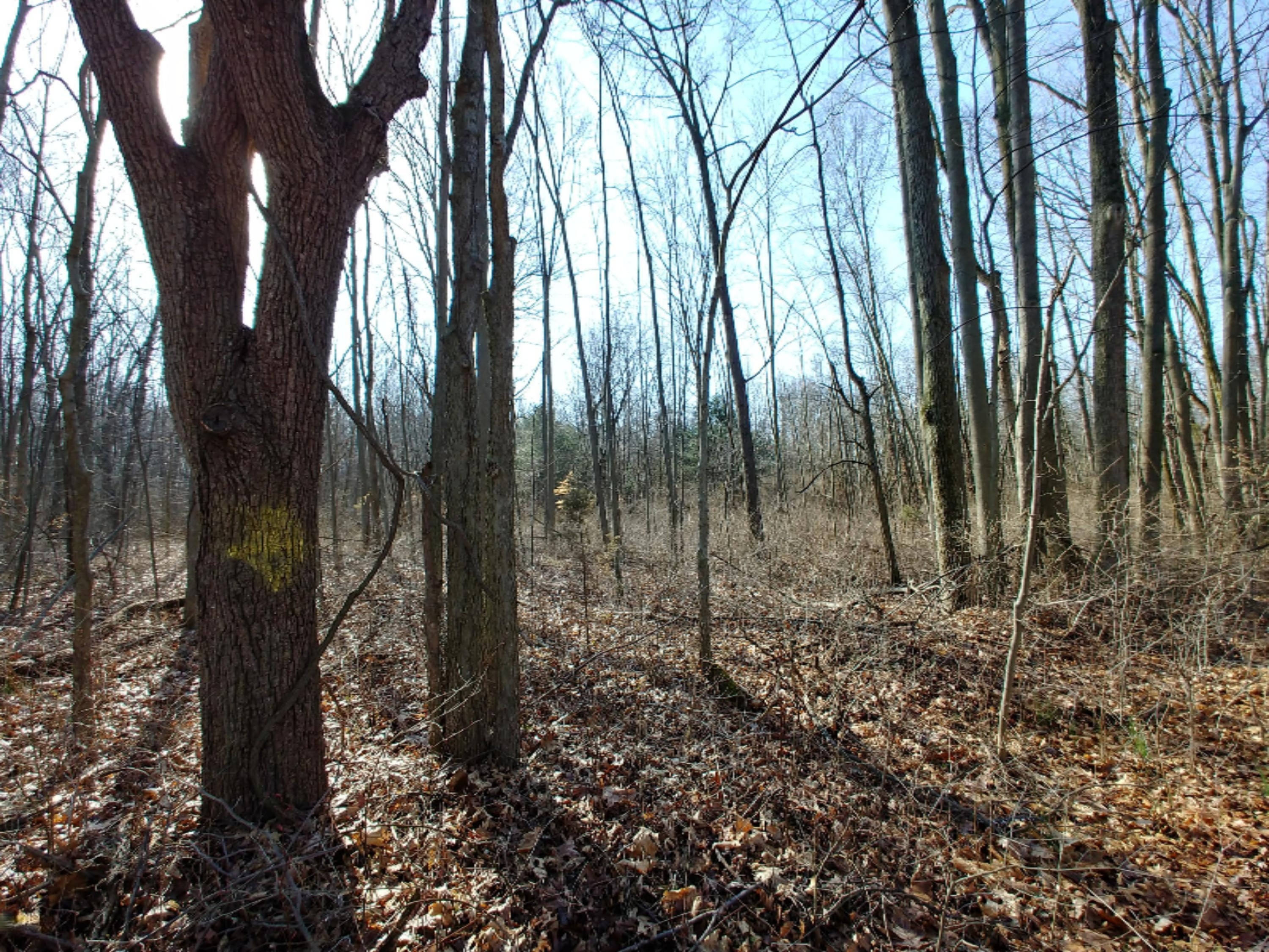 11275 North River Road Constantine, MI 49042 - Photo 12 of 19 0412180957a_HDR
