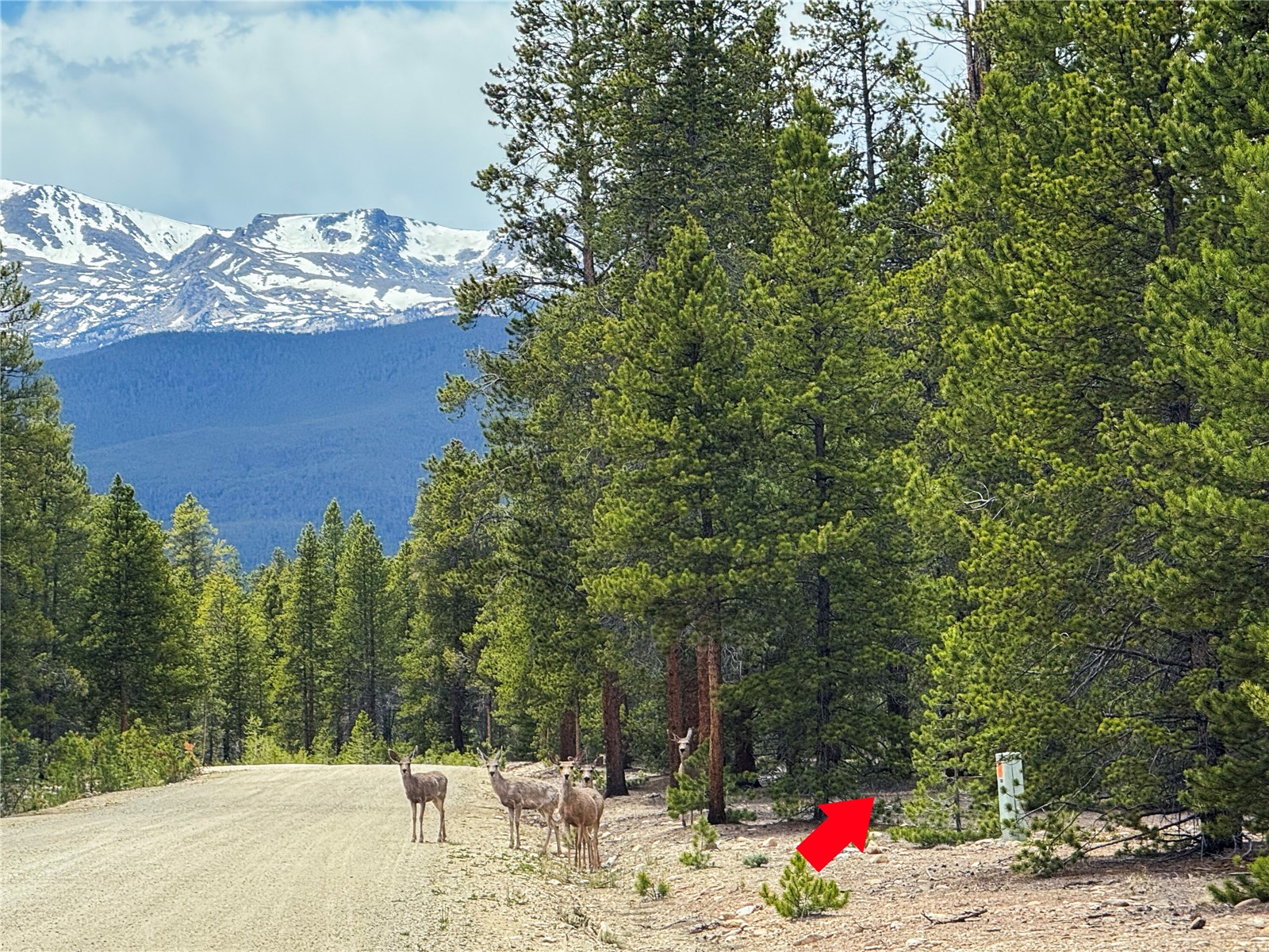 201 Snowshoe Rabbit Drive Leadville, CO 80461 - Photo 1 of 17