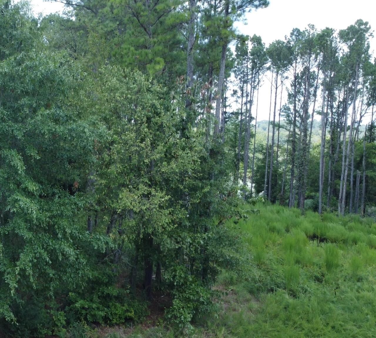0 Castaway Lane Jasper, TN 37347 - Photo 4 of 17 a view of a lush green forest
