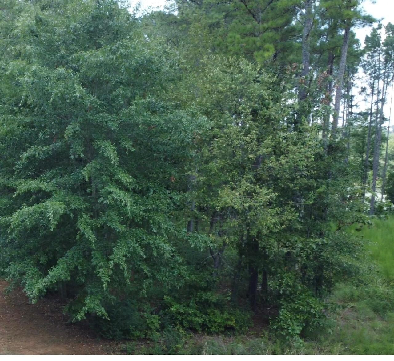 0 Castaway Lane Jasper, TN 37347 - Photo 5 of 17 a view of a lush green forest