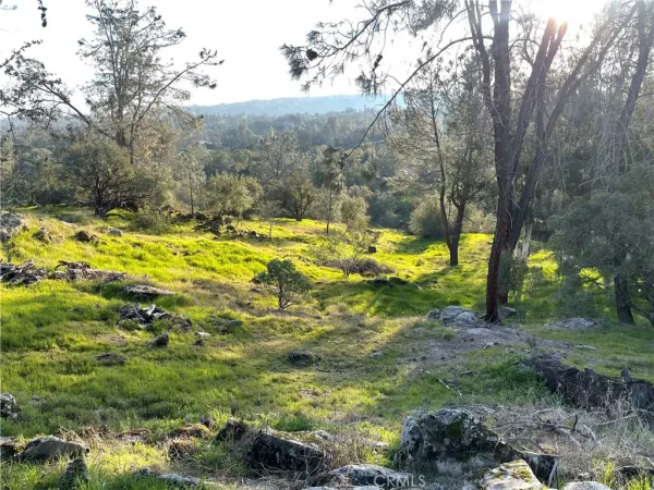 a view of a yard with trees