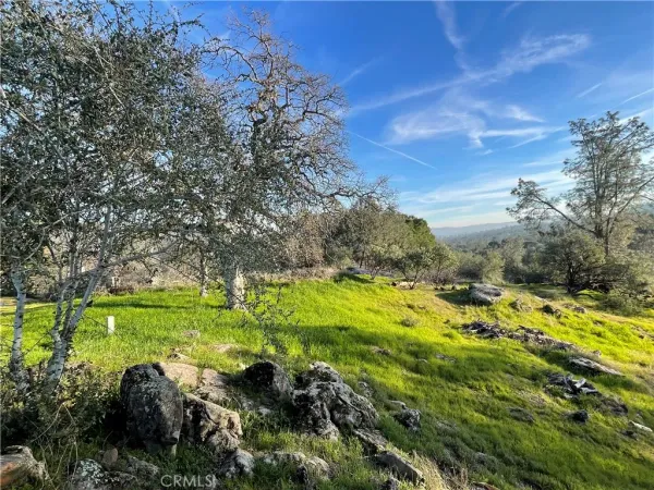 a view of a trees with a yard