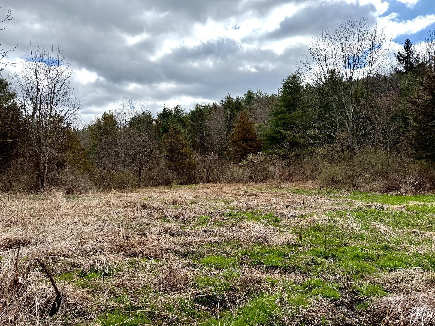 0 Charles Dent Road Prattsville, NY 12468 - Photo 17 of 21 a view of a yard with an trees