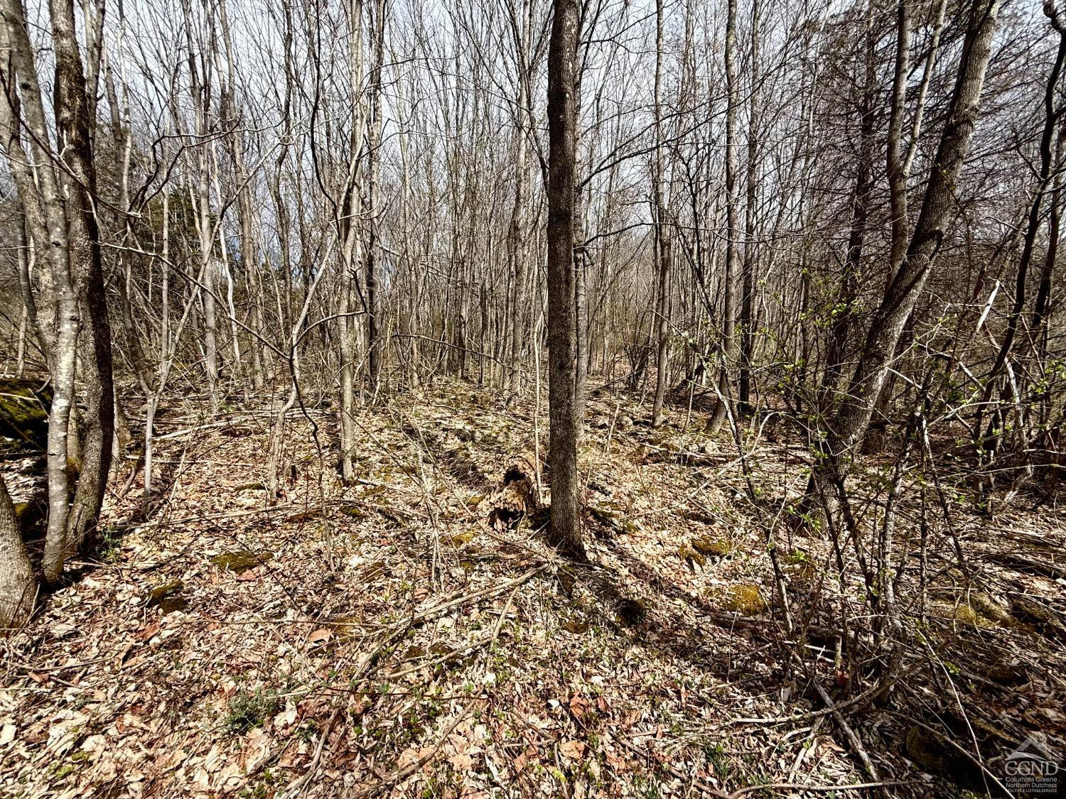 0 Charles Dent Road Prattsville, NY 12468 - Photo 18 of 21 a view of a yard with a tree