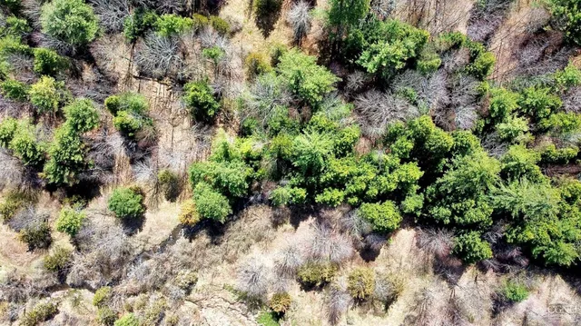 a view of a yard with an trees