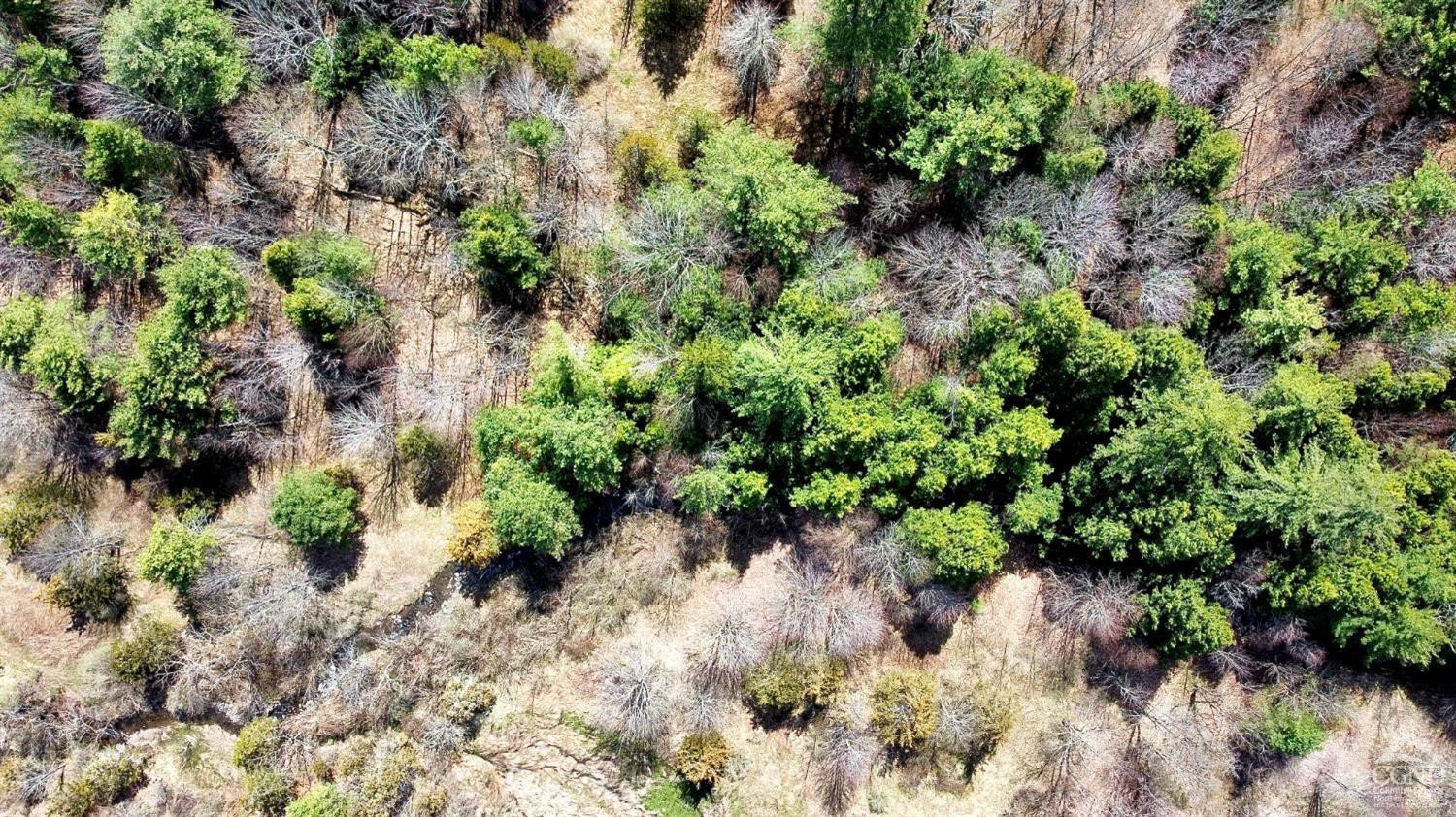 0 Charles Dent Road Prattsville, NY 12468 - Photo 6 of 21 a plant with lots of plants