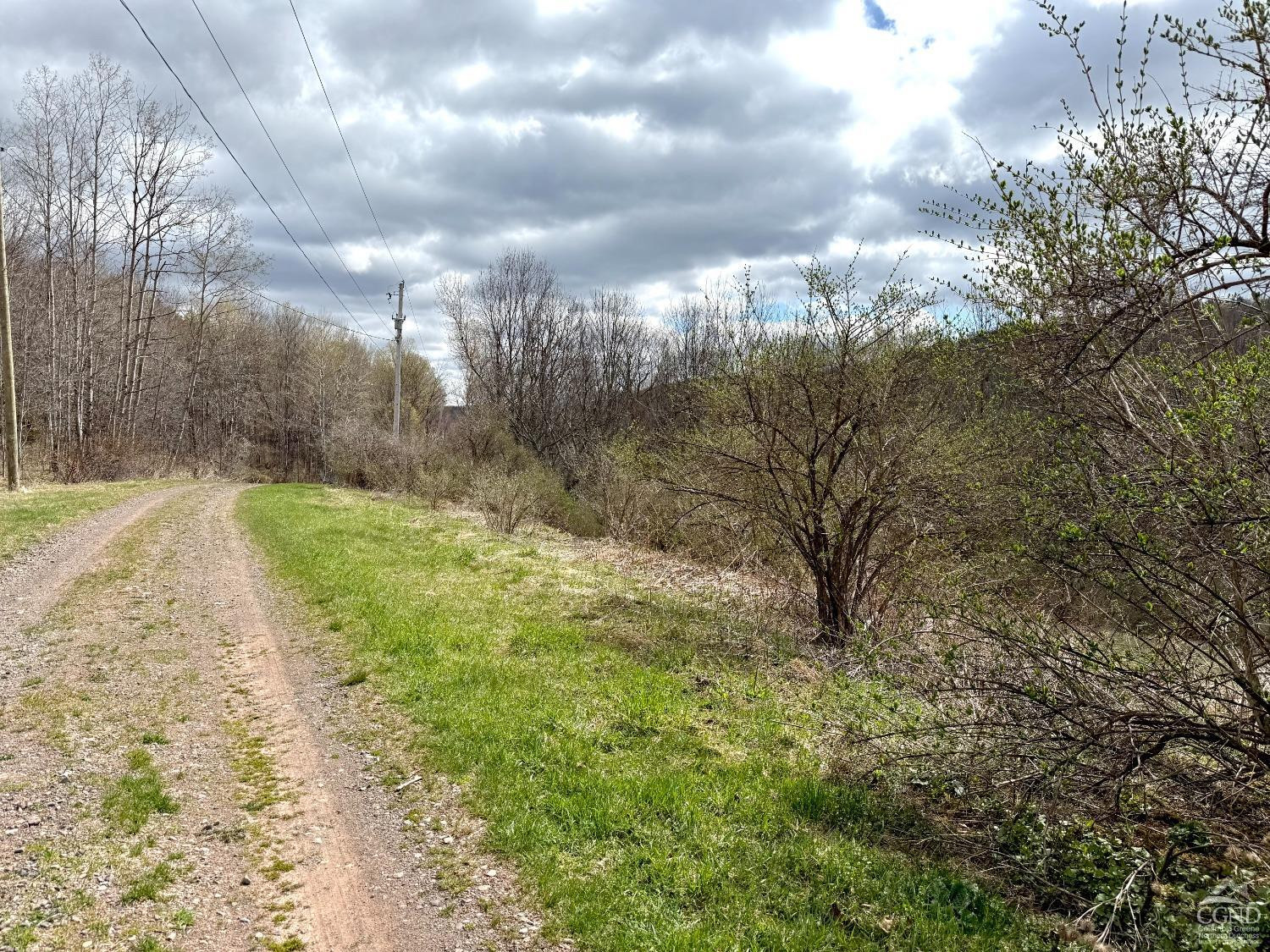 0 Charles Dent Road Prattsville, NY 12468 - Photo 7 of 21 a view of a yard with an trees