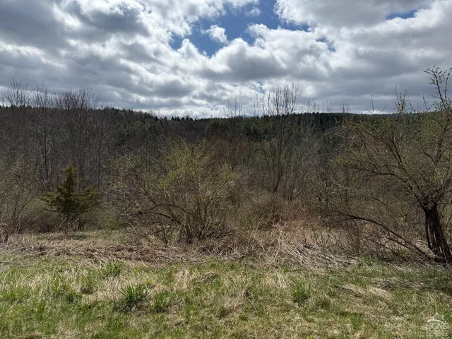 a view of a yard with plants and trees