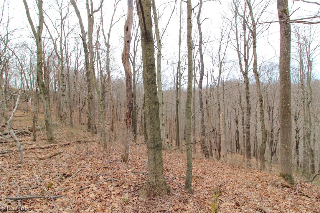 Shay Ridge Road New Matamoras, OH 45767 - Photo 22 of 25 View of local wilderness