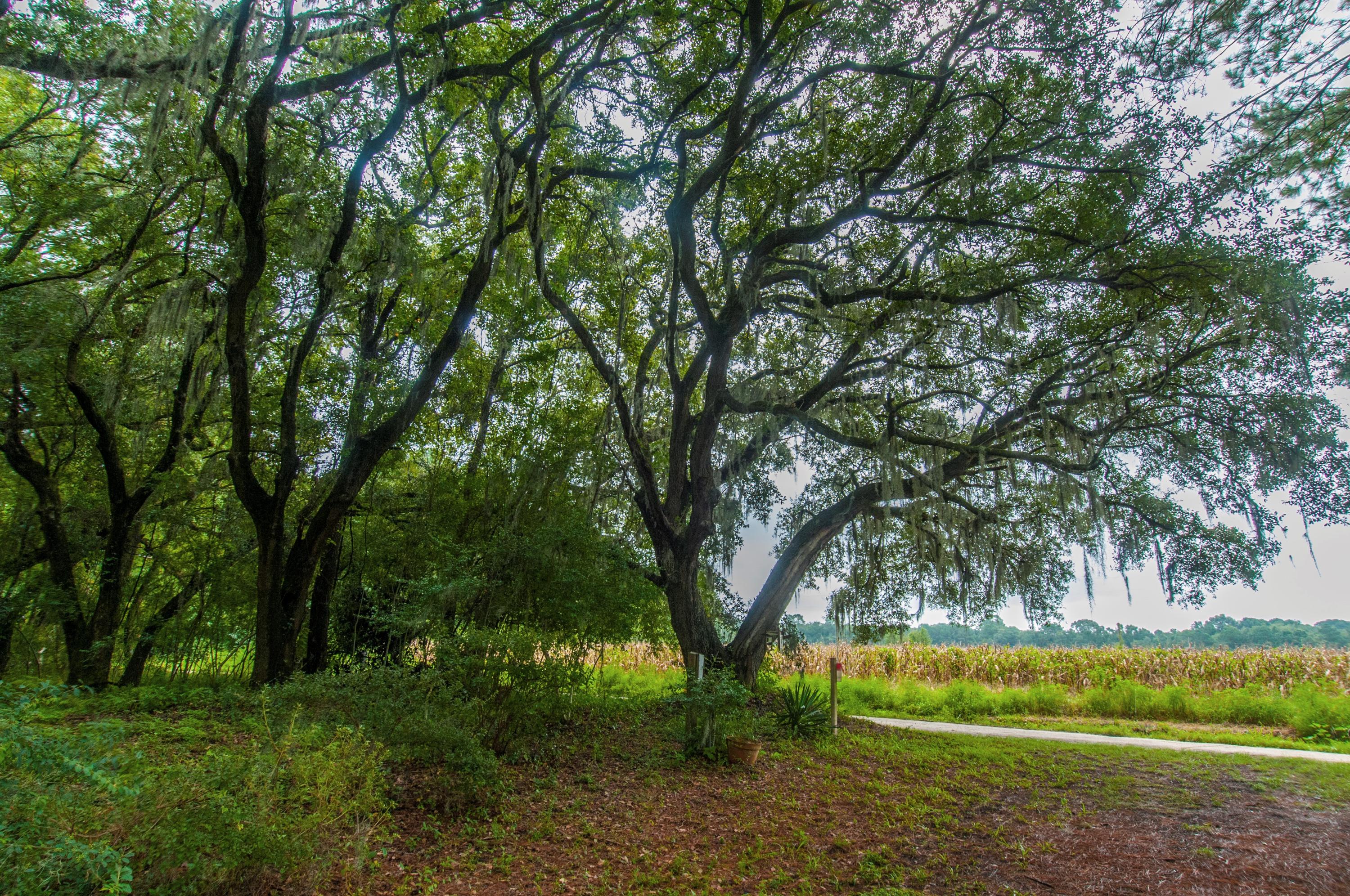8026 Maxie Road Edisto Island, SC 29438 - Photo 11 of 57 _DSC0115