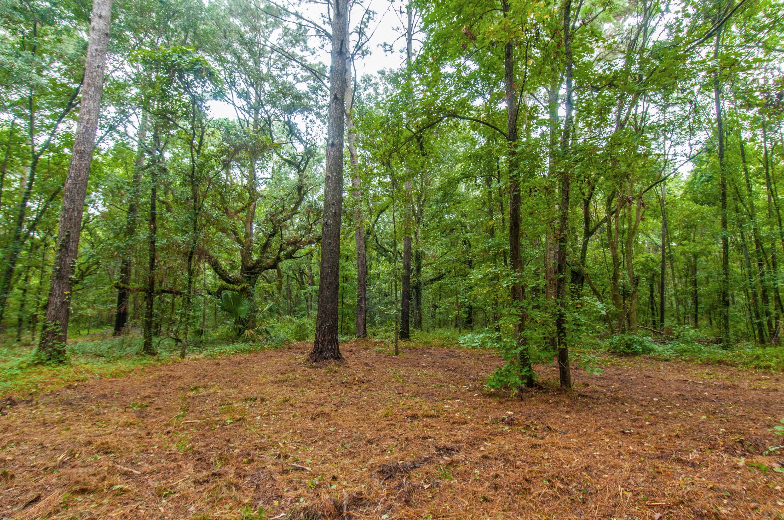8026 Maxie Road Edisto Island, SC 29438 - Photo 55 of 57 _DSC0183