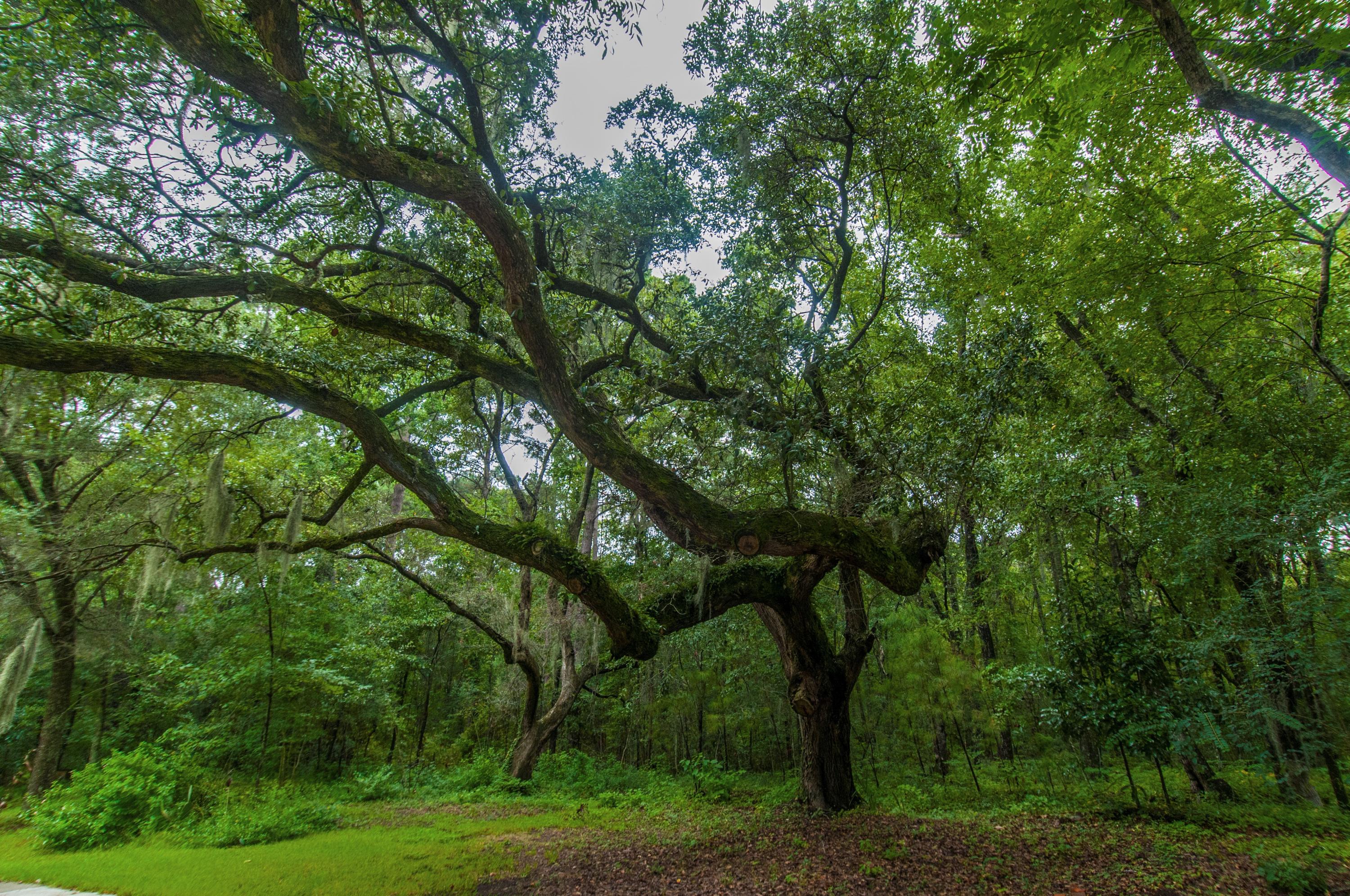 8026 Maxie Road Edisto Island, SC 29438 - Photo 10 of 57 _DSC0114