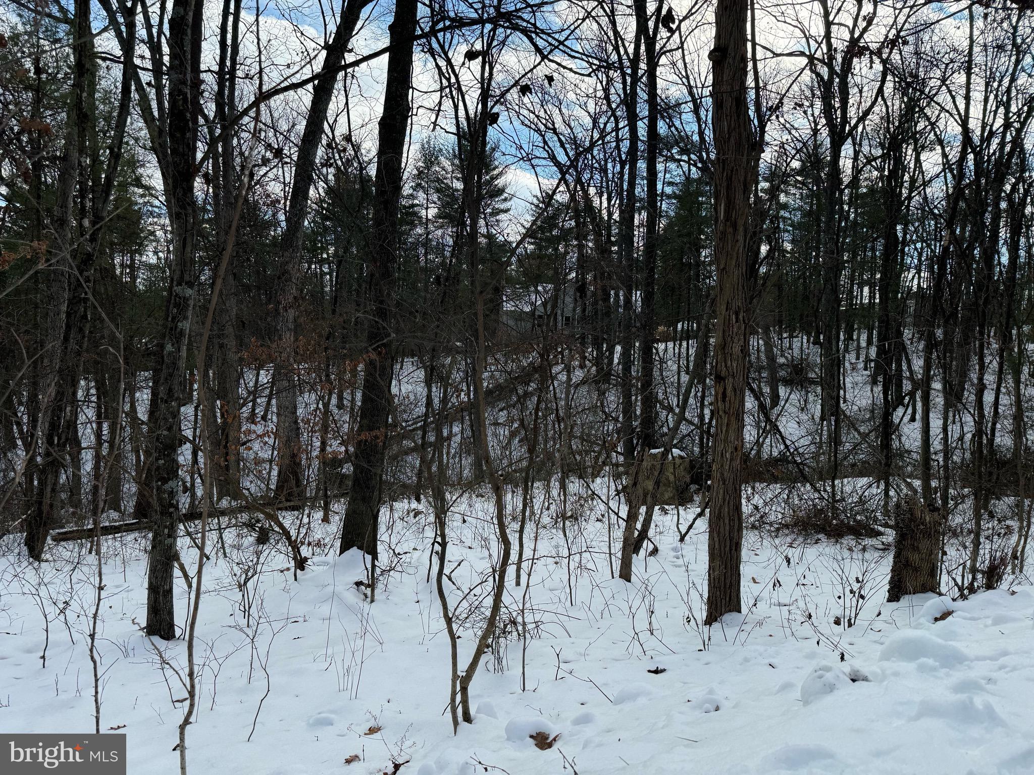 Lot 316 Sycamore Rd Mount Mount Jackson, VA 22842 - Photo 3 of 4 a view of outdoor space with lots of trees
