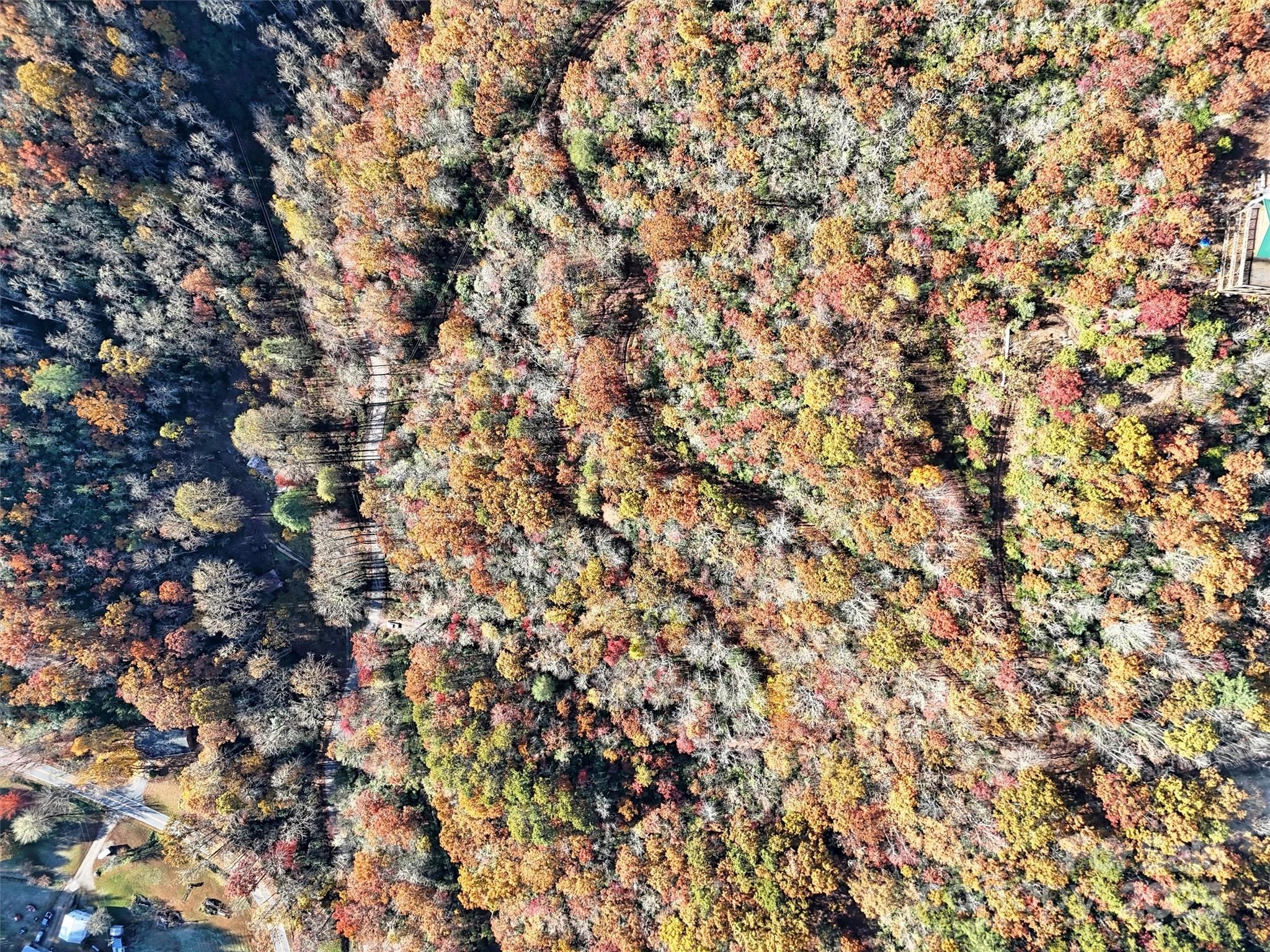 0 Brushy Fork Road Sylva, NC 28779 - Photo 5 of 7 a view of a tree