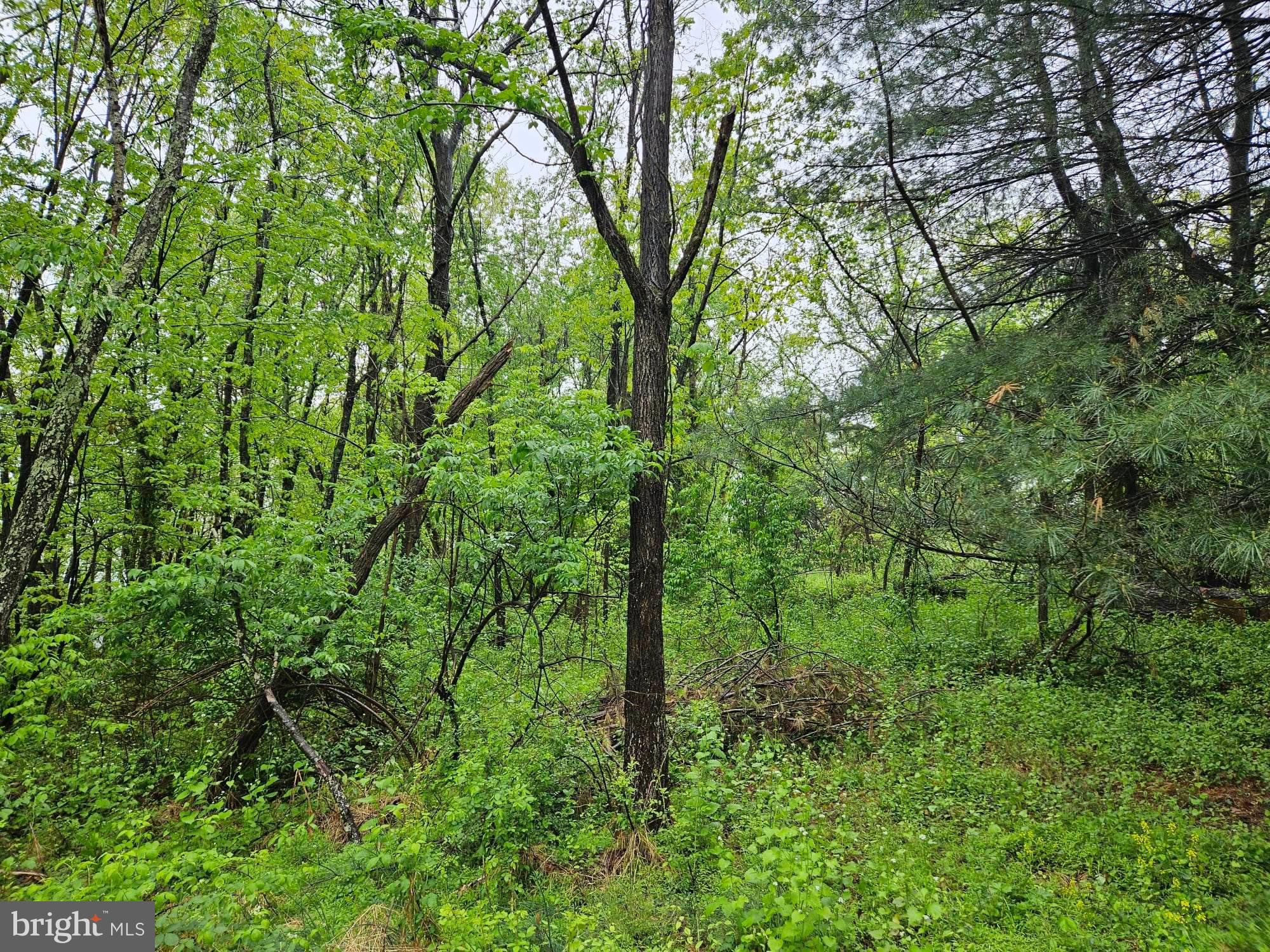 Mountain Road Augusta, WV 26704 - Photo 10 of 11