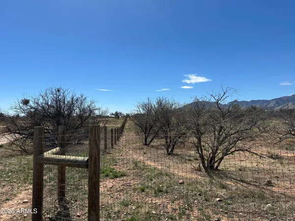 a view of a yard in a forest