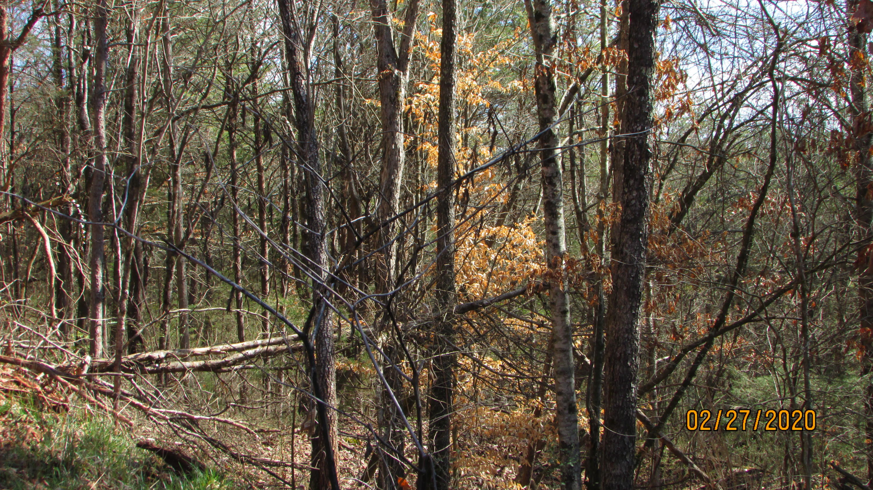 3701 Brook Road Greenback, TN 37742 - Photo 21 of 25 IMG_8494
