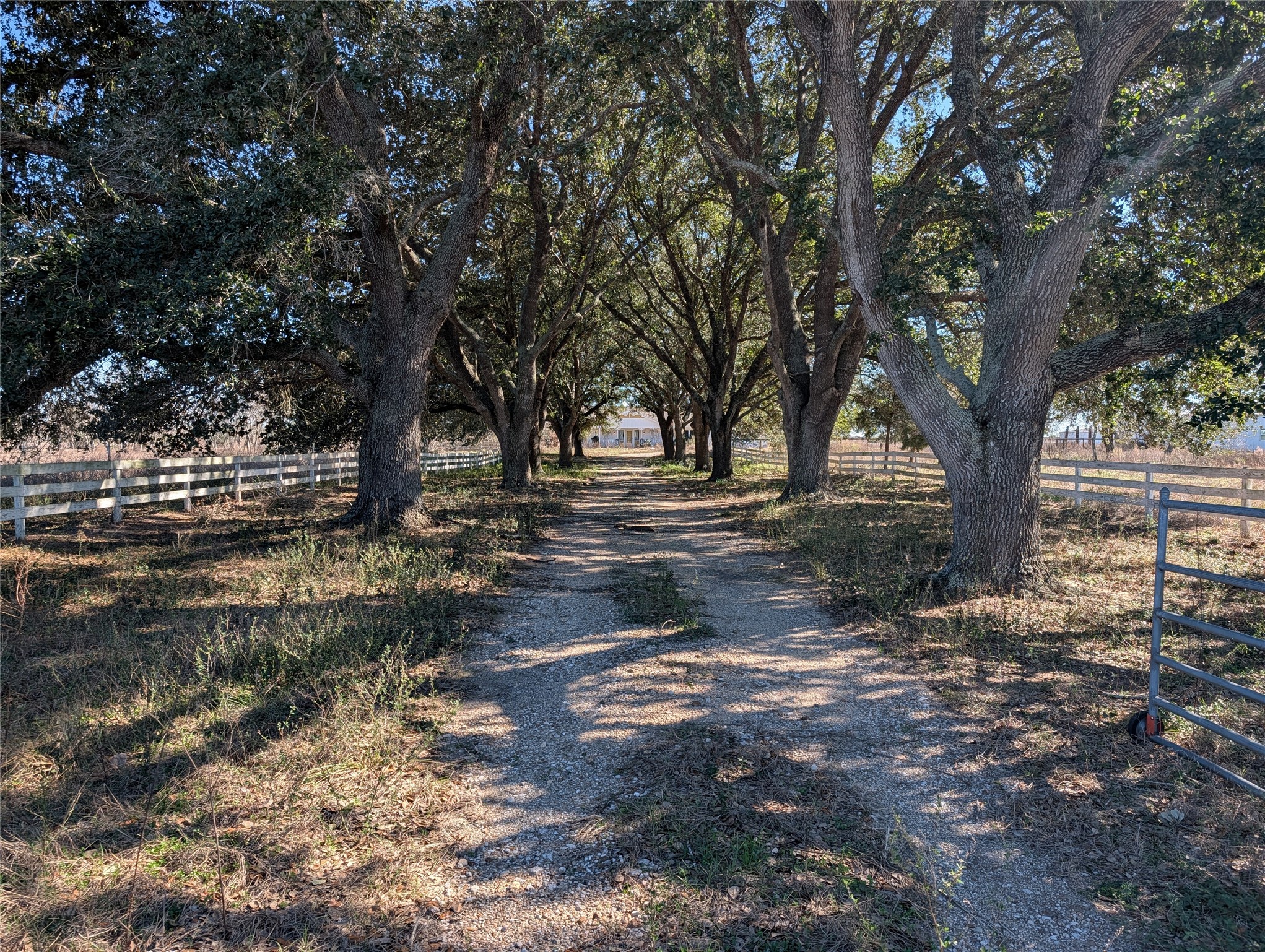 a view of dirt yard with a tree
