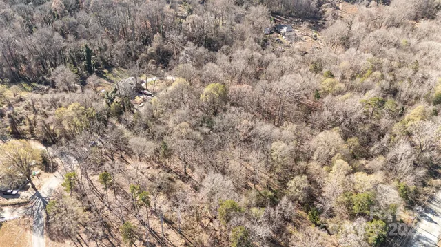 a close up of a plant with lots of bushes