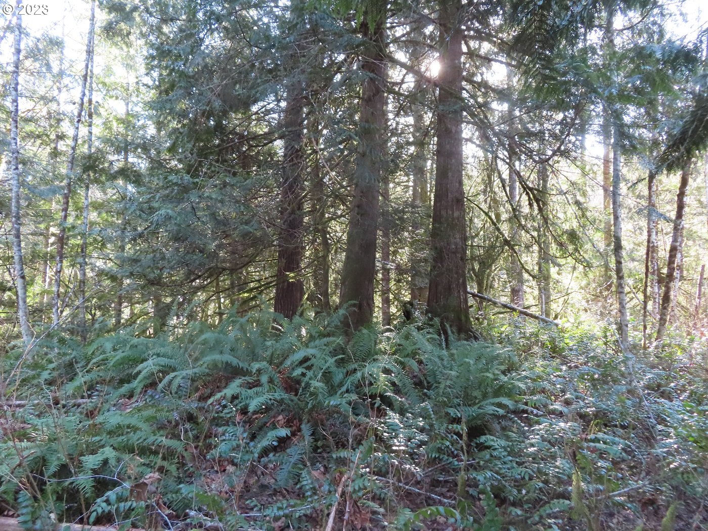 Winston Creek Road, Unit 6 Mossyrock, WA 98564 - Photo 14 of 29 Gallery Image 14