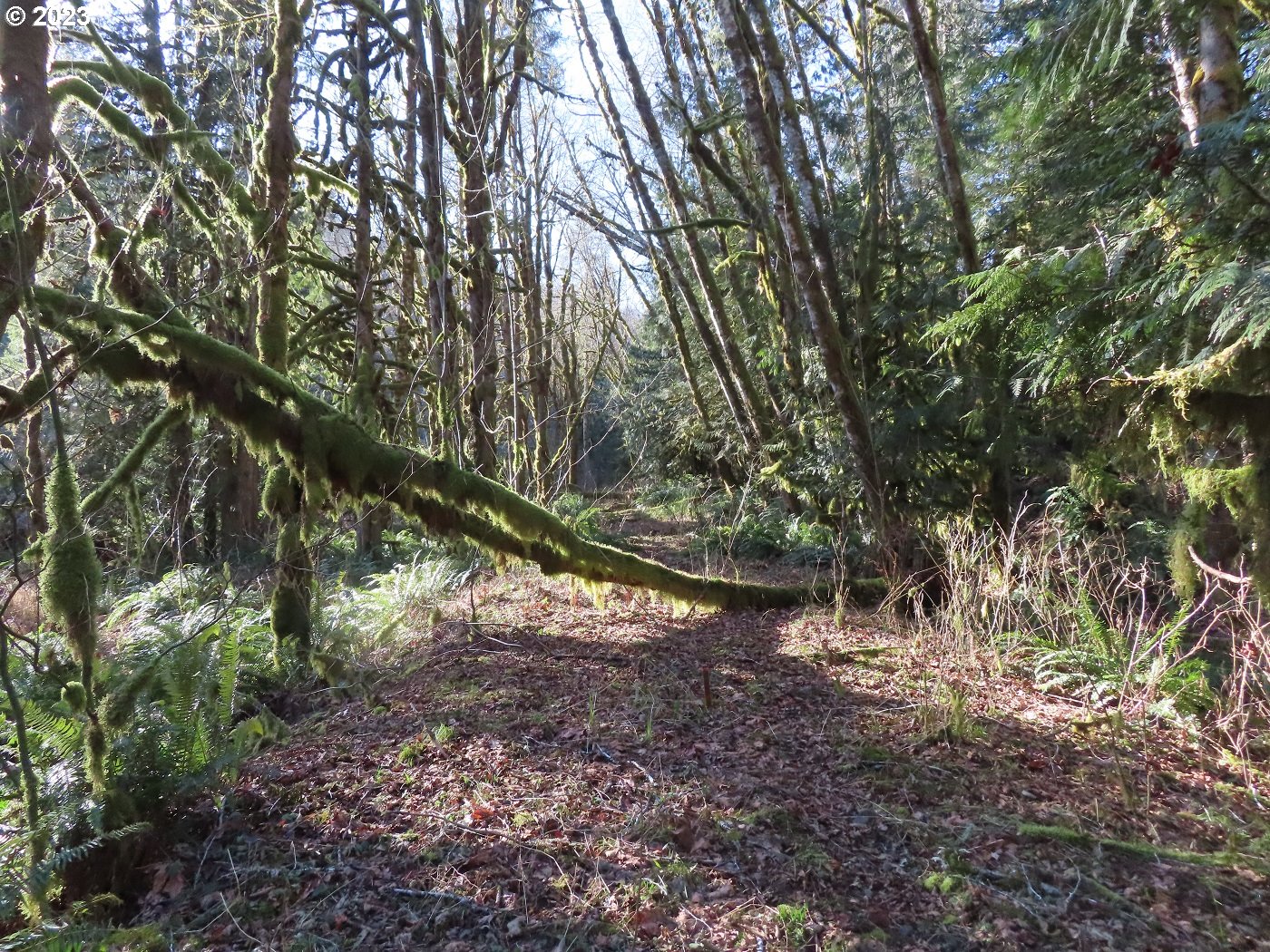Winston Creek Road, Unit 6 Mossyrock, WA 98564 - Photo 20 of 29 Gallery Image 20