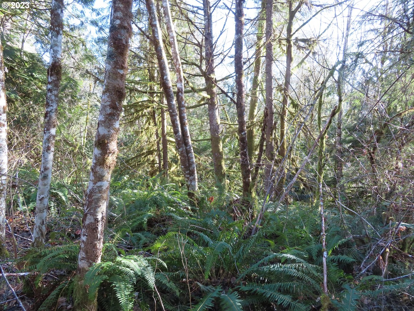 Winston Creek Road, Unit 6 Mossyrock, WA 98564 - Photo 28 of 29 Gallery Image 28