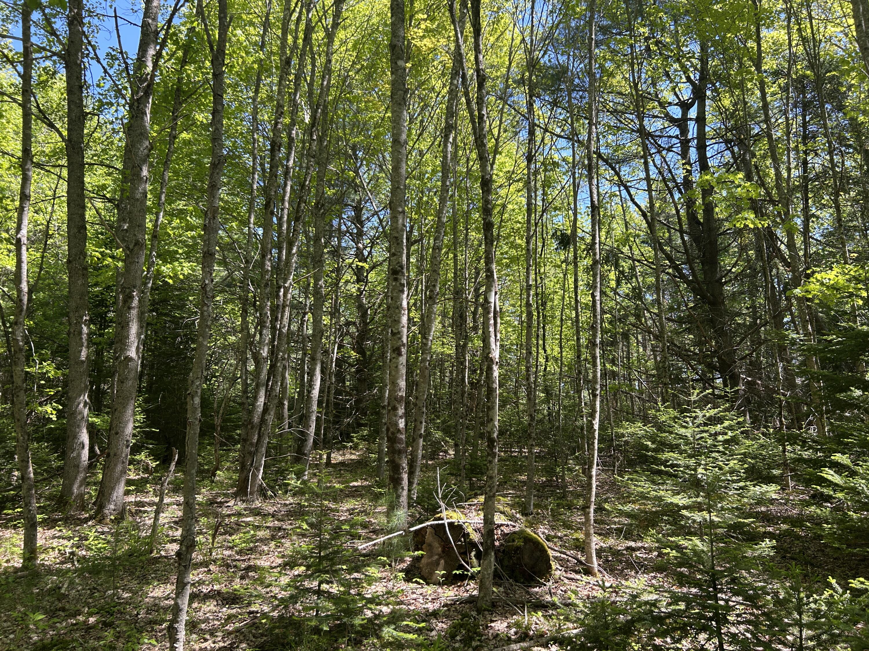 Lot B Ward Hill Road Troy, ME 04987 - Photo 13 of 24 4468394E-DCFE-46F1-92BC-2C96BE8B37B4