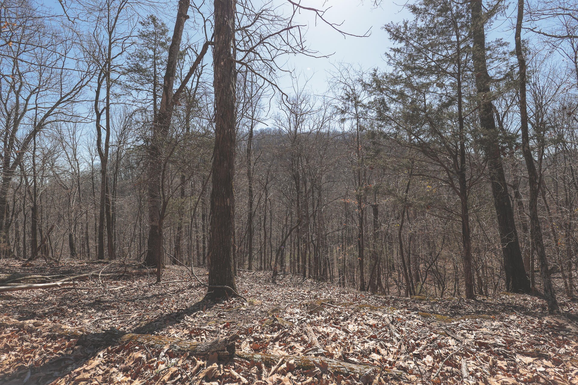 0 Fisher Hollow Road Georgetown, TN 37336 - Photo 43 of 81 Gallery Image 43