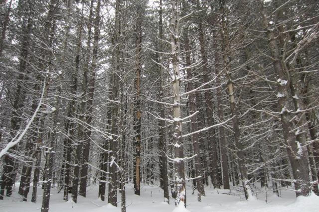 4560 Camp Nokomis Road, Unit LOT 17 Mercer, WI 54547 - Photo 3 of 13 Gallery Image 3
