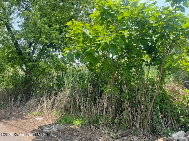 a view of a lush green forest
