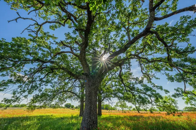 a view of a big yard with large trees
