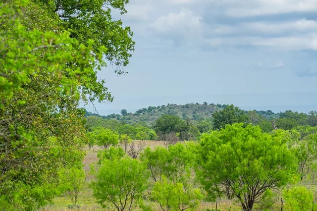 a view of lush green forest