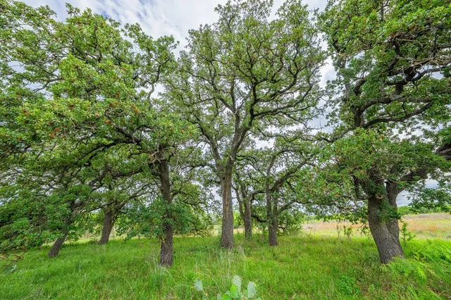 a view of a yard with plants